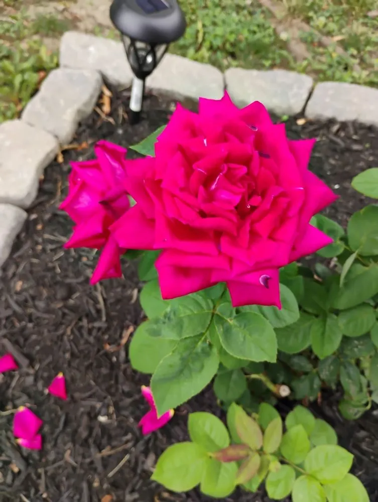 Top-rated landscape design for outdoor upgrades in Springfield, OH by Grassy Gnome Landscaping