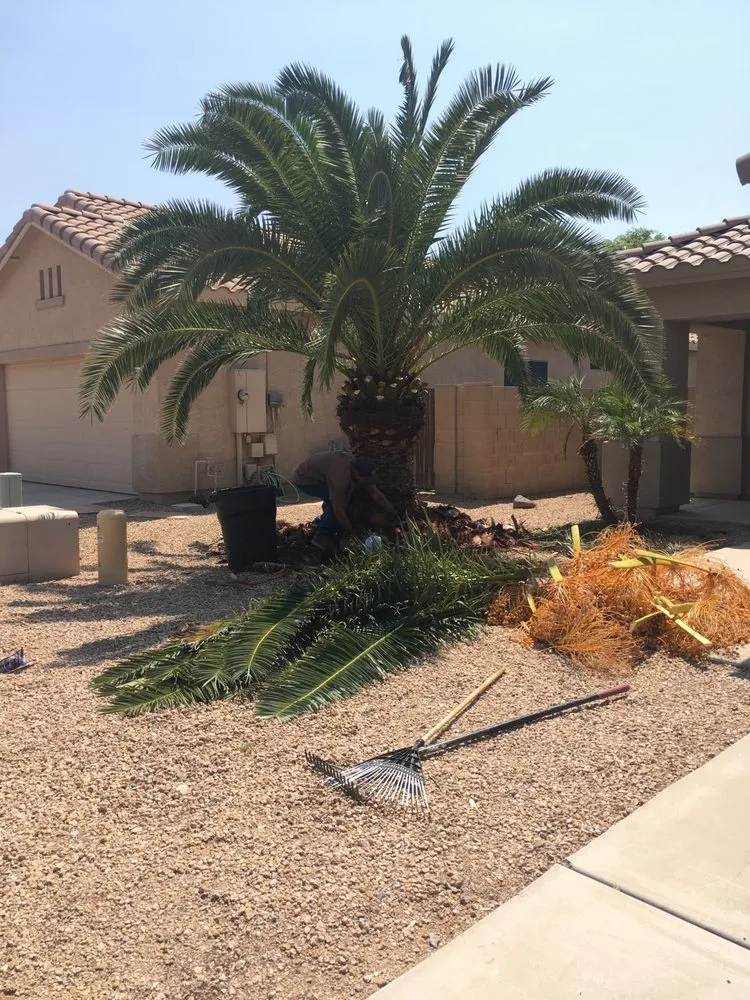 Expert lawn care service in Glendale, AZ - Grateful Gardens