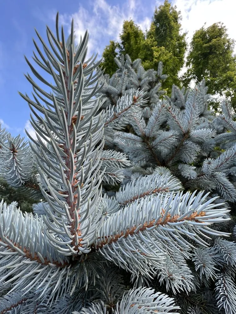 Expert residential landscaping for residential properties in Knoxville, TN by Grateful Grounds