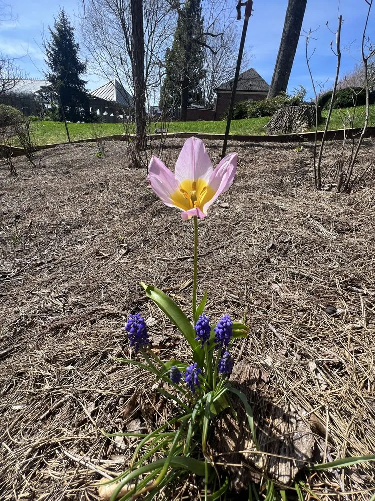 Local yard maintenance for homes in Knoxville, TN by Grateful Grounds
