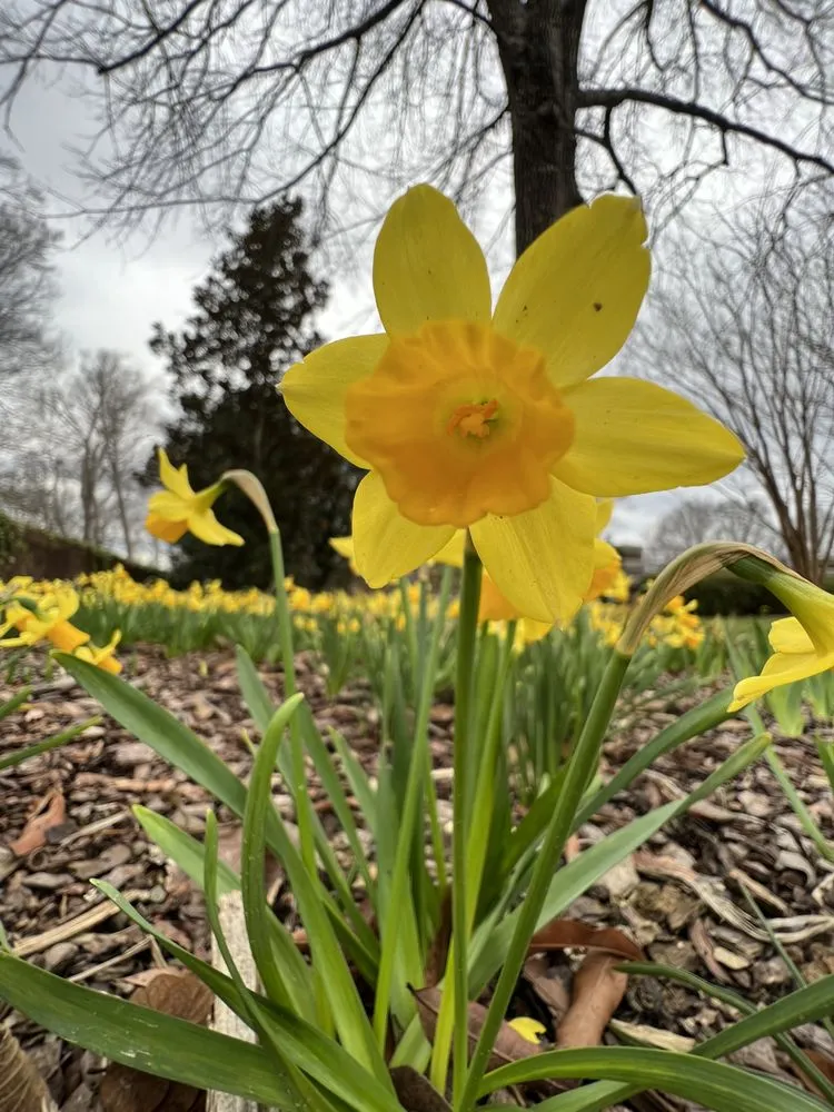 Expert lawn mowing service in Knoxville, TN by Grateful Grounds