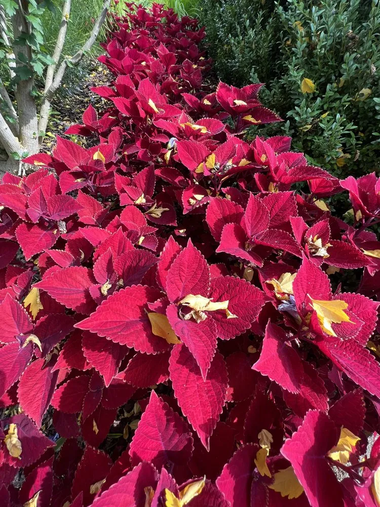 Top-rated yard cleanup service experts serving Knoxville, TN - Grateful Grounds