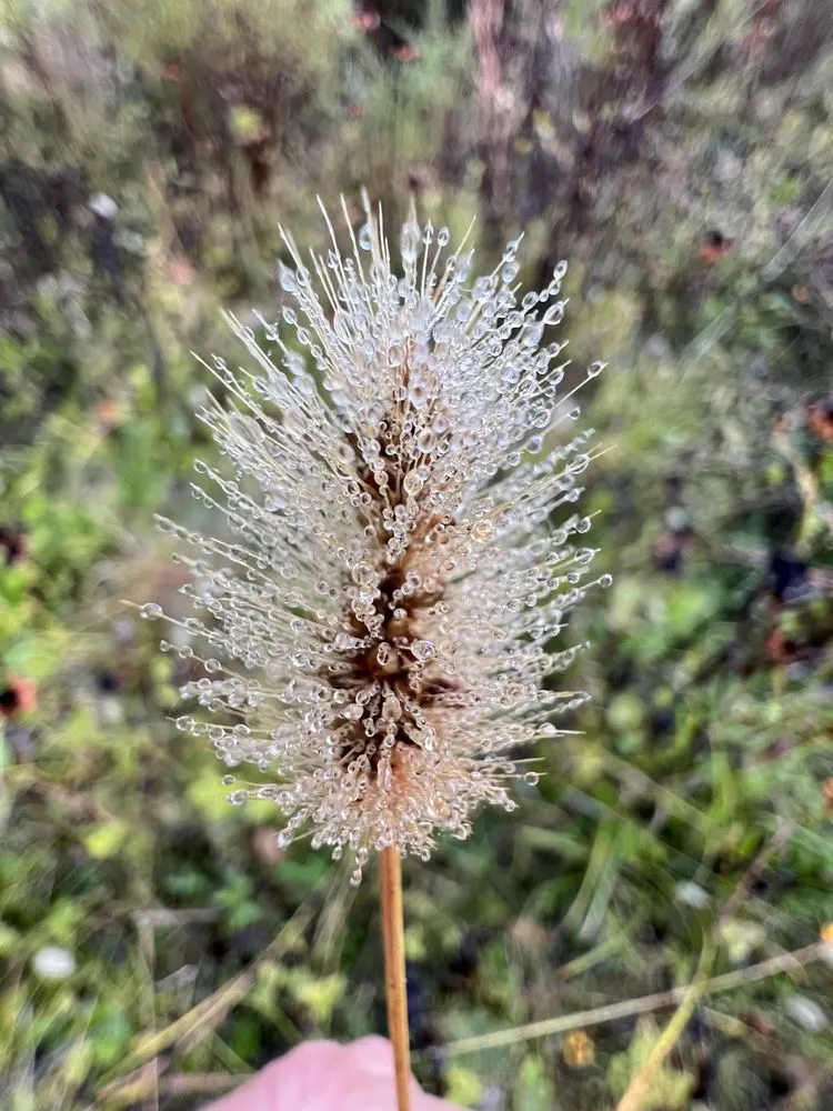 Custom lawn mowing service in Knoxville, TN - Grateful Grounds