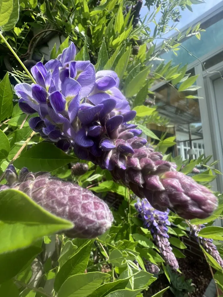 Professional lawn care service for homes in Knoxville, TN by Grateful Grounds