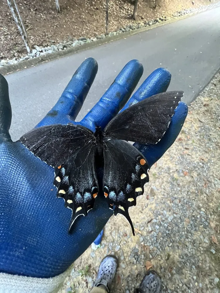 Local outdoor landscaping experts serving Knoxville, TN - Grateful Grounds