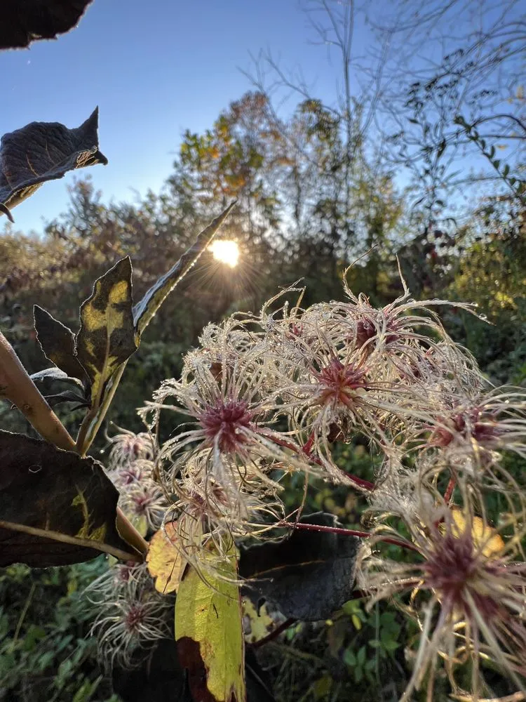 Affordable yard cleanup service in Knoxville, TN by Grateful Grounds