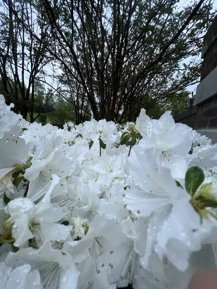 Affordable landscaping services in Knoxville, TN - Grateful Grounds