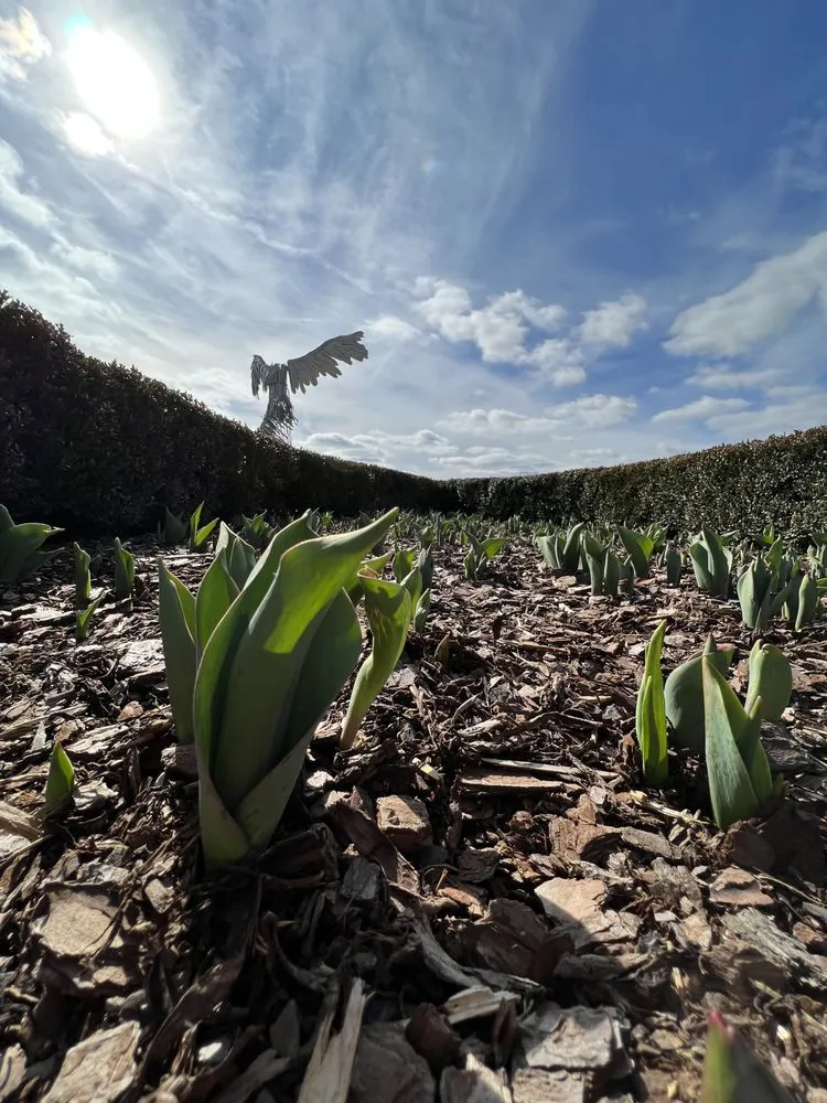 Expert landscape installation near you in Knoxville, TN by Grateful Grounds