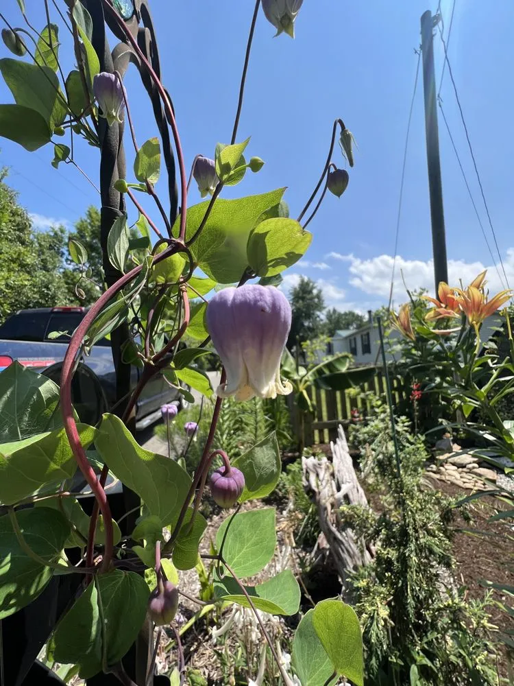 Reliable lawn mowing service for residential properties across Knoxville, TN - Grateful Grounds