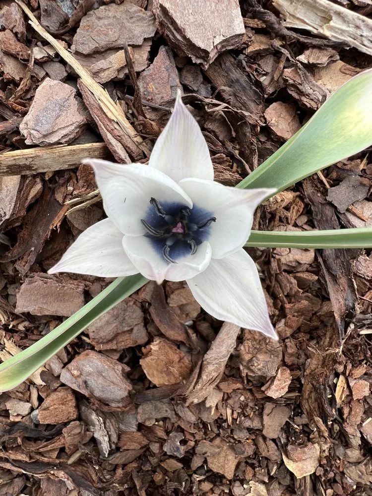 Professional garden landscaping for beautiful yards in Knoxville, TN by Grateful Grounds