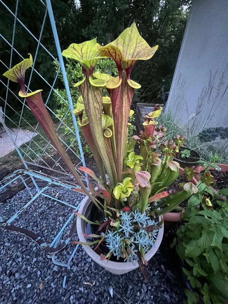 Affordable yard cleanup service experts serving Knoxville, TN - Grateful Grounds