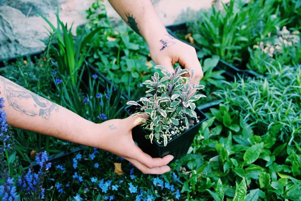 Trusted yard maintenance for homes across Baltimore, MD - Gratitude Garden