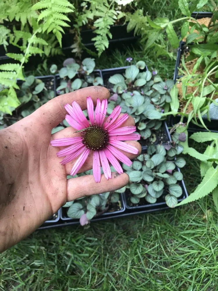 Top-rated lawn care service in Baltimore, MD by Gratitude Garden