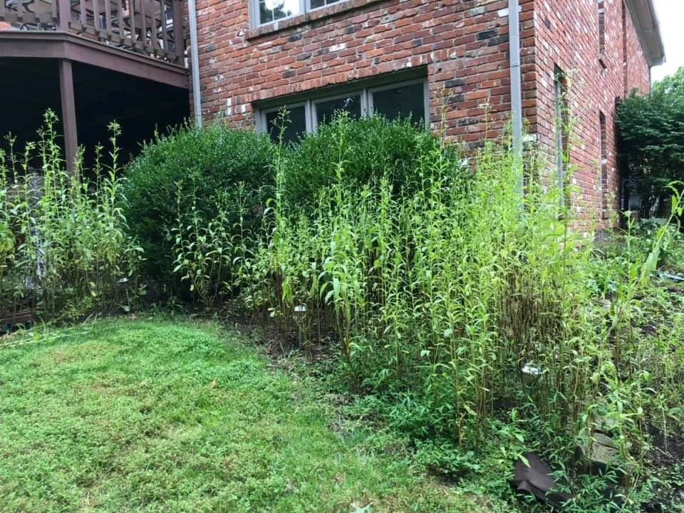 Expert yard cleanup service in Louisville, KY - Gravel Blades Lawn & Landscape