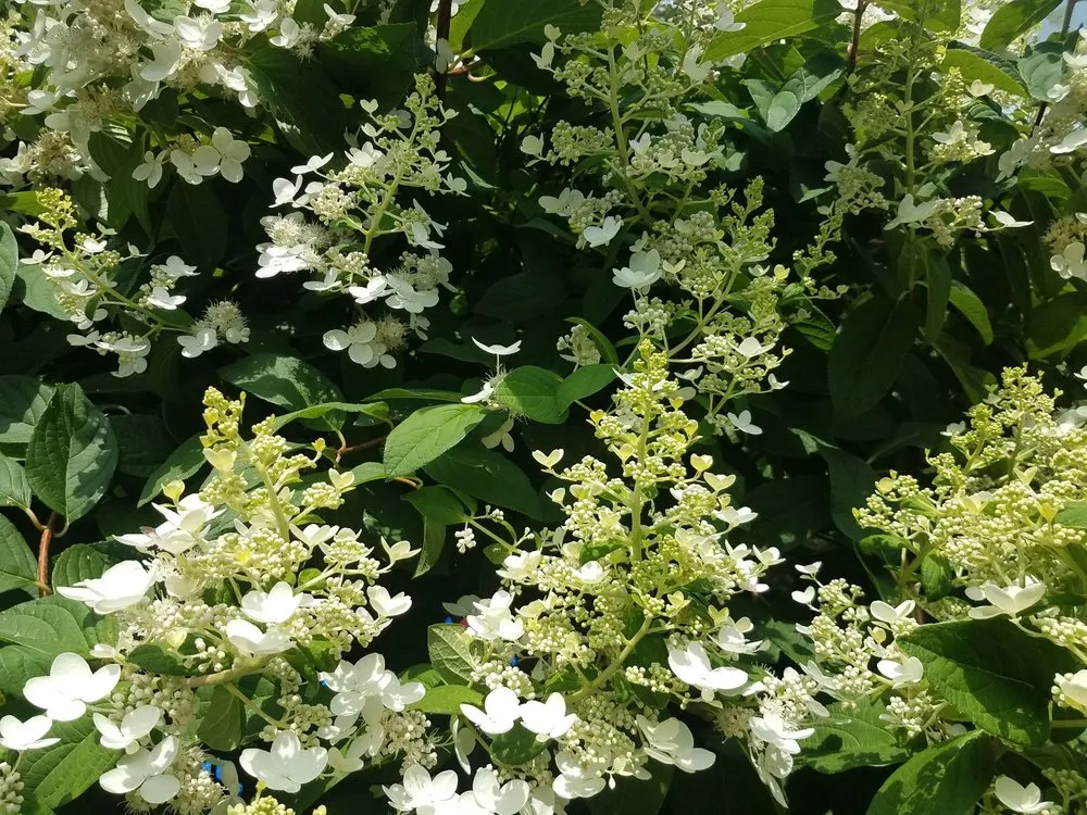 Expert lawn mowing service in Framingham, MA by Graveline landscaping