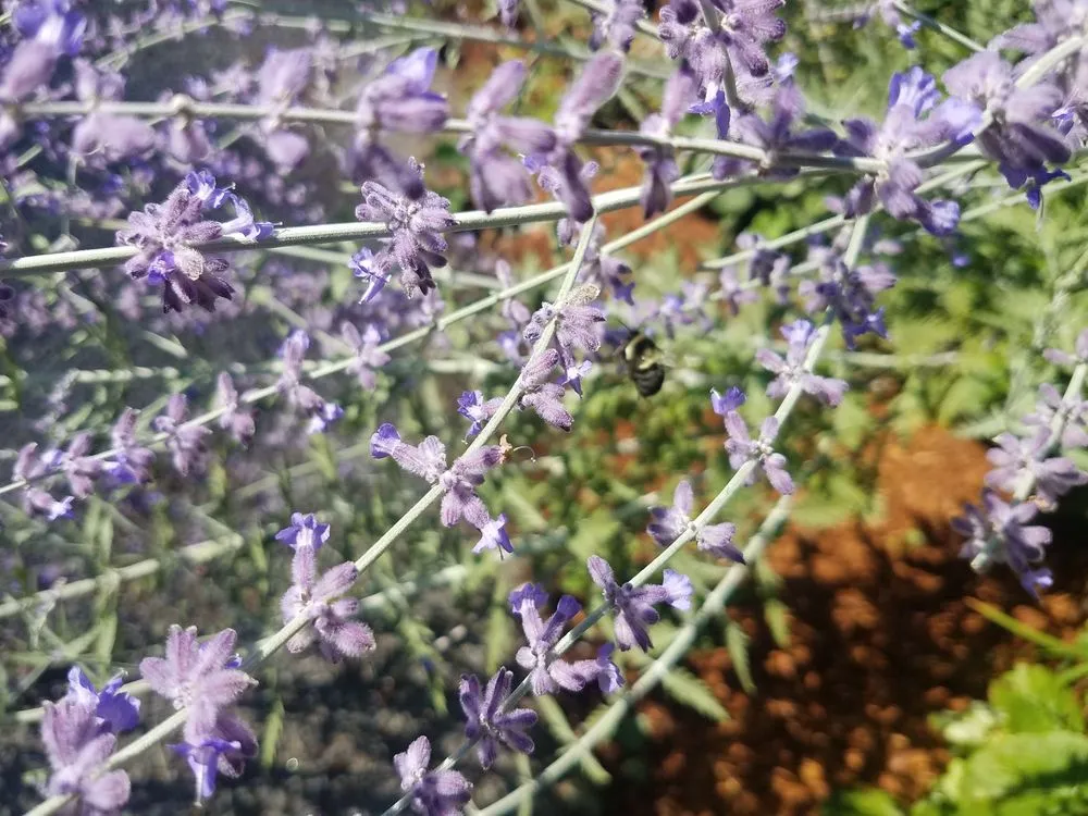 Custom yard cleanup service in Framingham, MA by Graveline landscaping