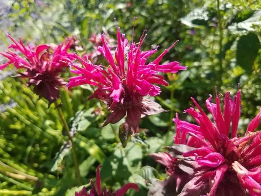 Graveline landscaping Logo