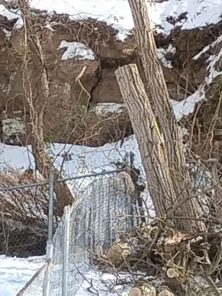 Reliable yard cleanup service in Alum Creek, WV - Gravely,s Tree and Lawn services