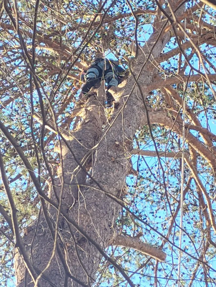 Top-rated landscape installation near you in Alum Creek, WV by Gravely,s Tree and Lawn services