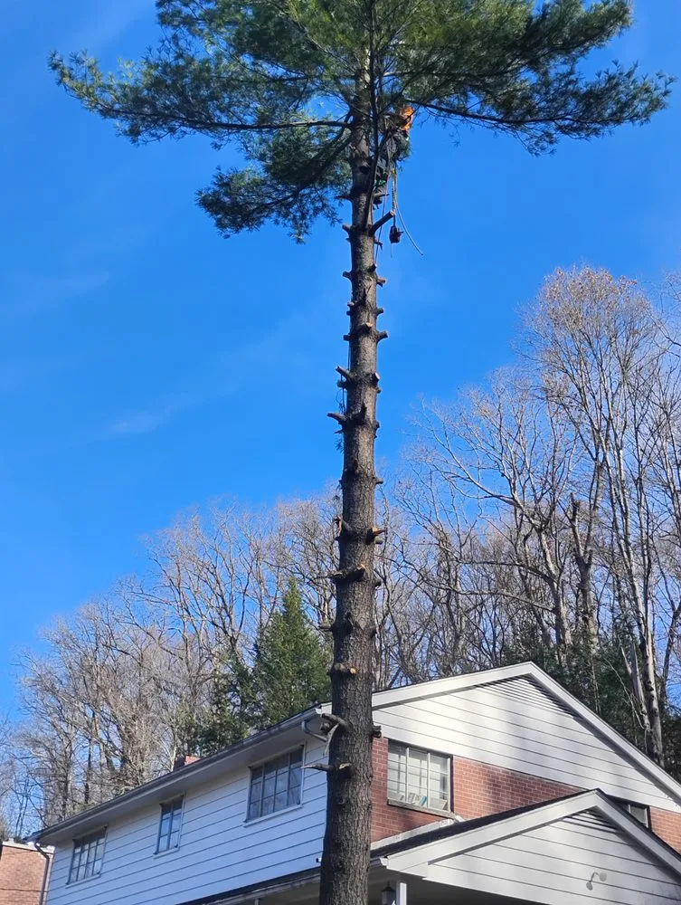 Custom yard maintenance experts serving Alum Creek, WV - Gravely,s Tree and Lawn services