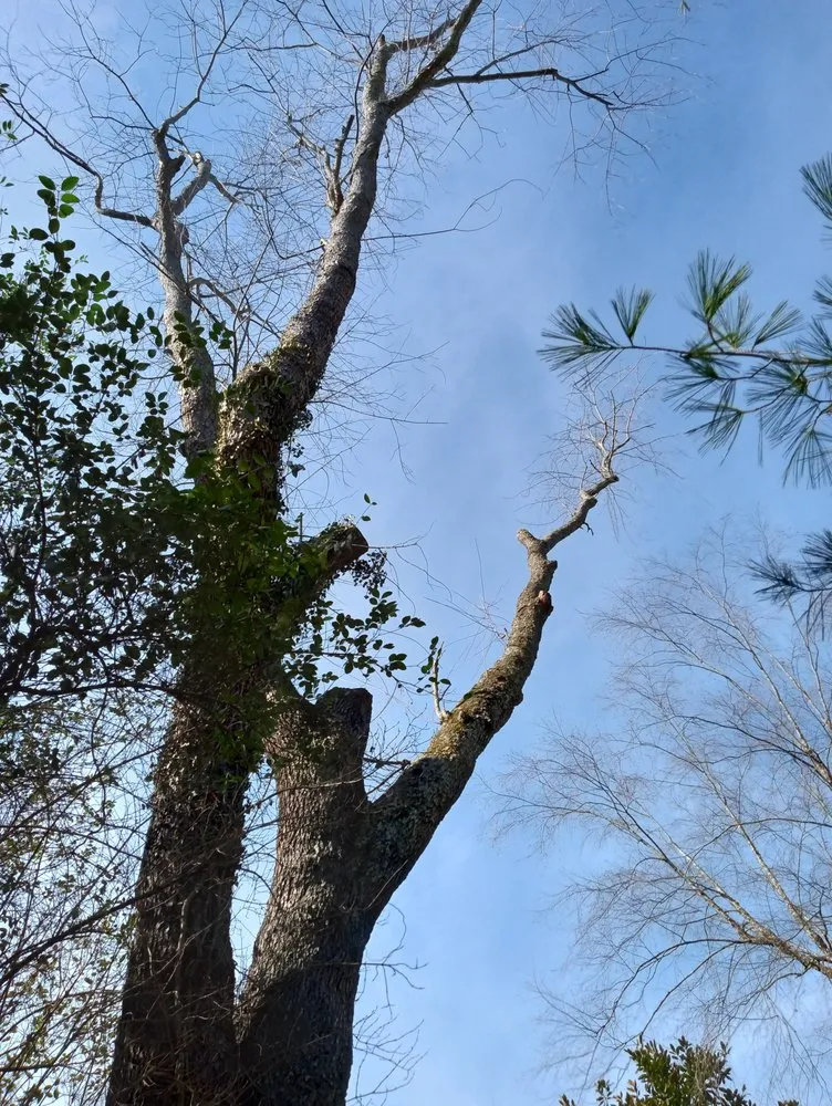 Reliable outdoor landscaping experts serving Alum Creek, WV - Gravely,s Tree and Lawn services