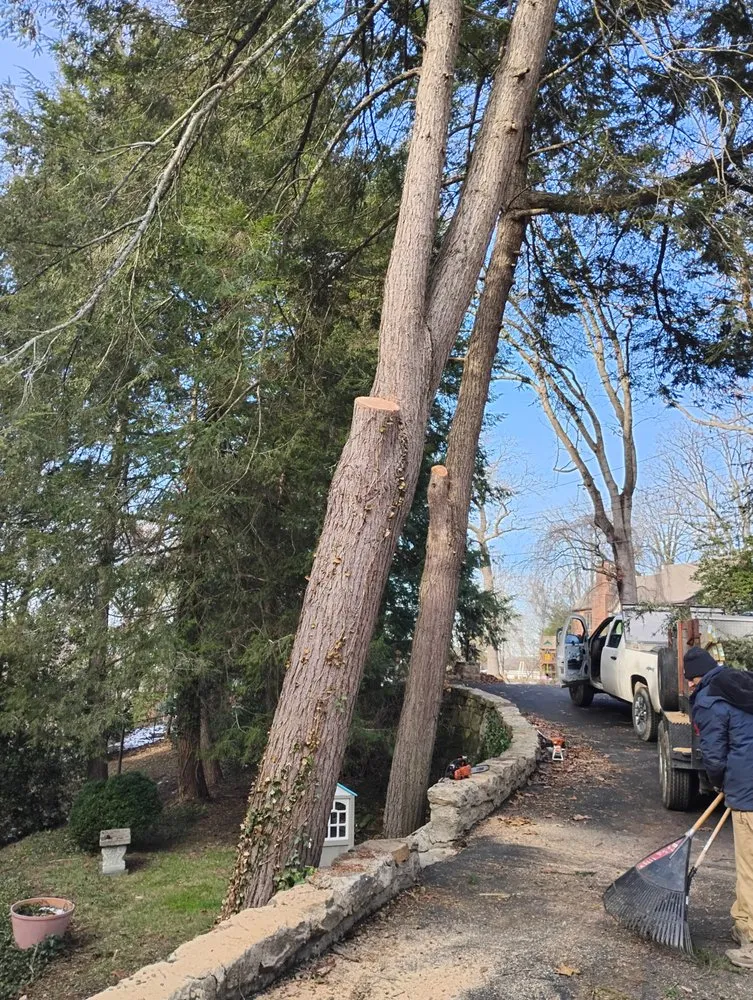 Top-rated residential landscaping for beautiful yards across Alum Creek, WV - Gravely,s Tree and Lawn services