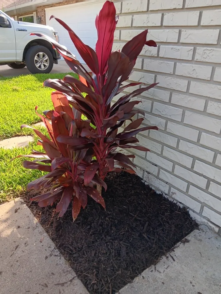 Custom landscaping services in Palm Coast, FL by Graves Landscaping And Design