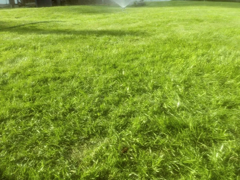 Professional landscape design experts serving Everett, WA - Gray Olive Landscaping and Home cleaning services