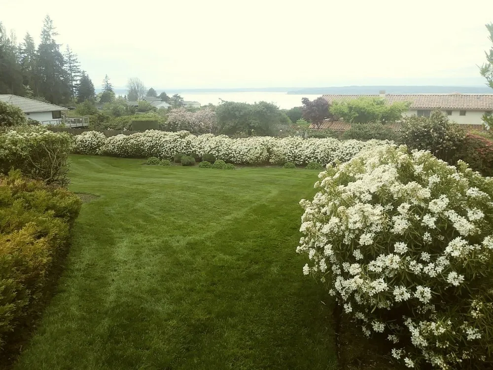 Custom yard maintenance for homes across Everett, WA - Gray Olive Landscaping and Home cleaning services