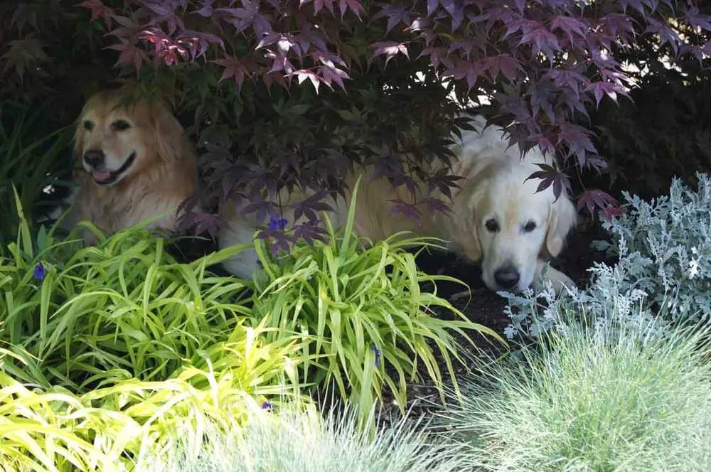 Trusted landscape design experts serving Pickens, SC - Gray Shovel Outdoor Living & Landscapes