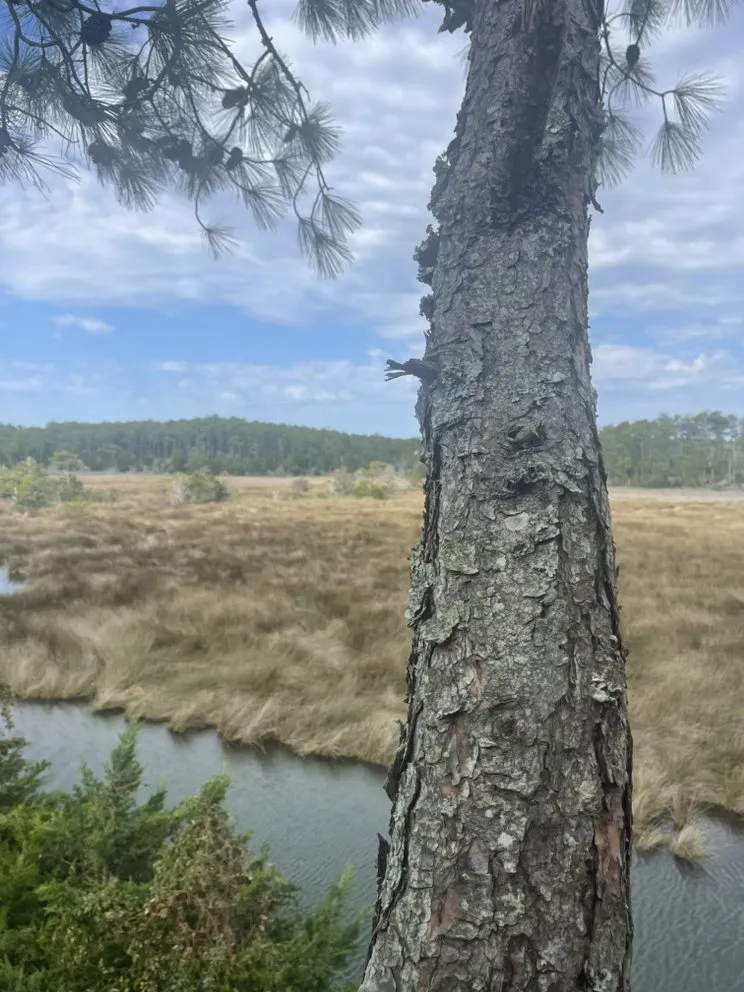 Local landscape installation for outdoor upgrades across Manteo, NC - Grays Landscaping