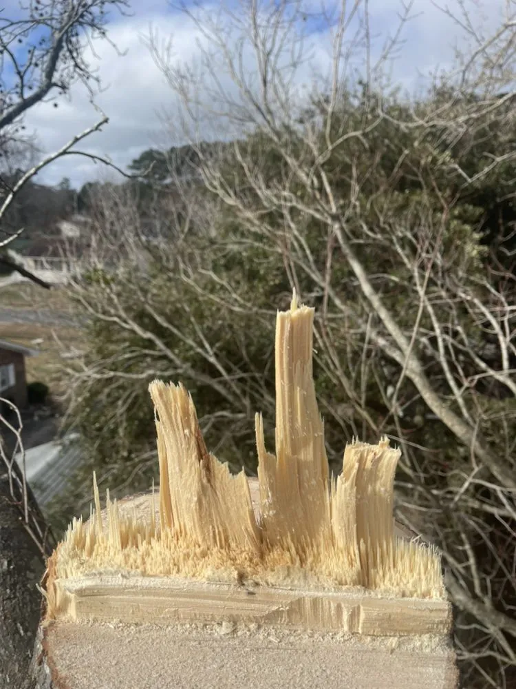 Top-rated yard cleanup service for year-round maintenance across Manteo, NC - Grays Landscaping