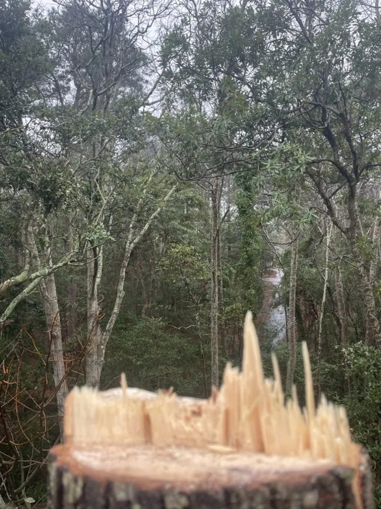 Professional yard maintenance experts serving Manteo, NC - Grays Landscaping