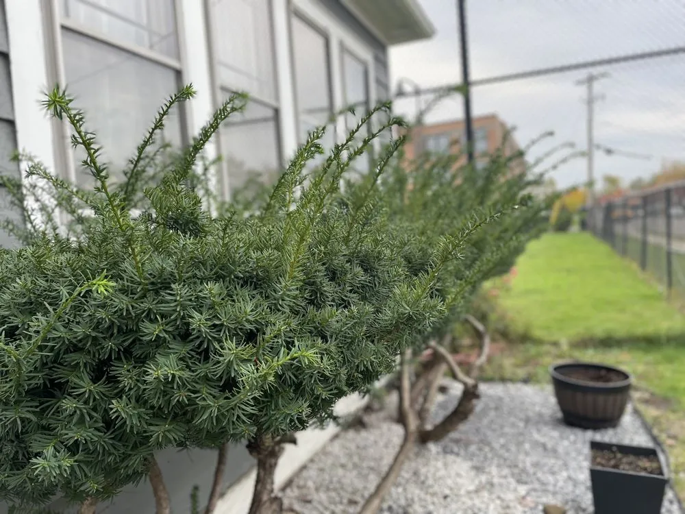 Local lawn care service in Buffalo, NY - Gray’s Lawn Care & Landscaping