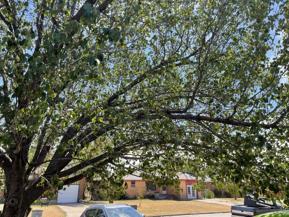 Top-rated lawn care service experts serving Lawton, OK - Gray's Lawn Care Service and Home Repair