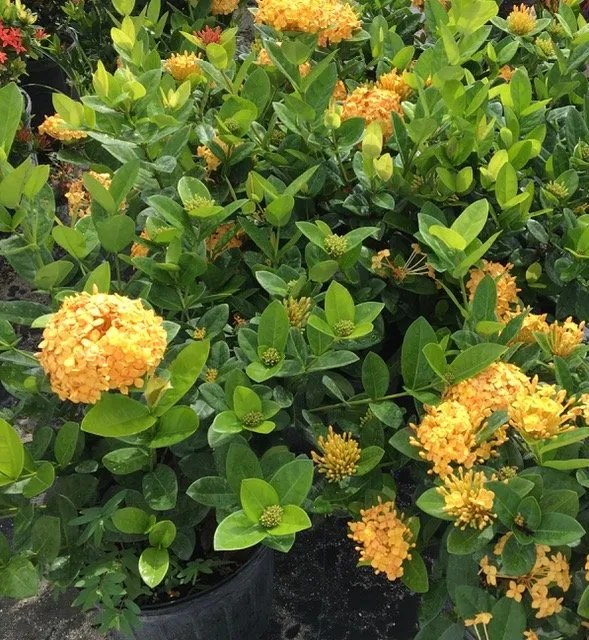 Reliable lawn mowing service in Delray Beach, FL - Gray's Ornamentals