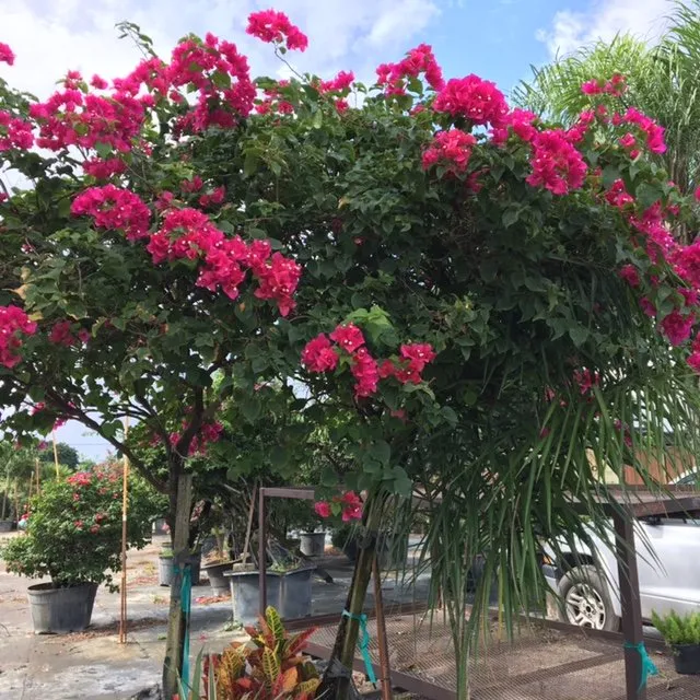 Local residential landscaping near you across Delray Beach, FL - Gray's Ornamentals