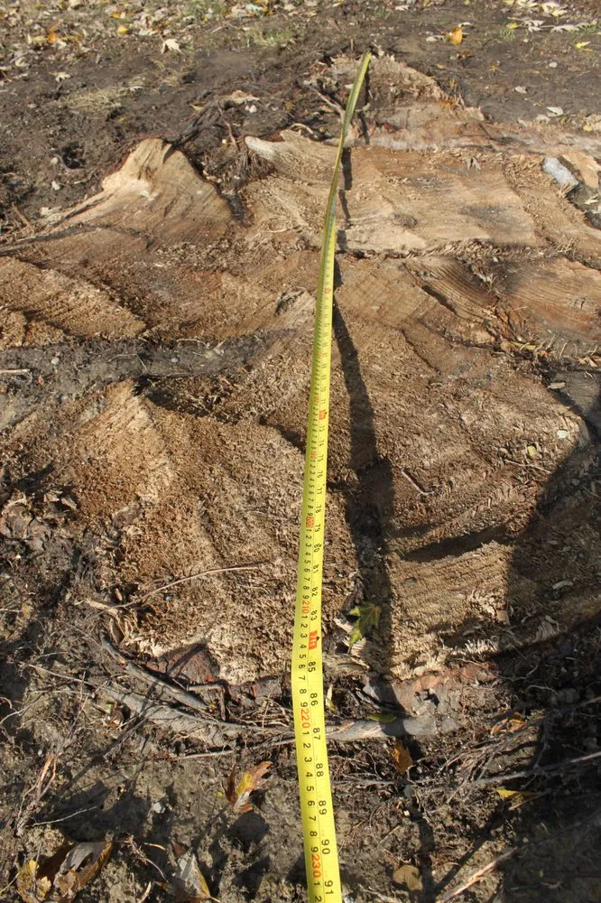 Professional yard cleanup service near you in Garden City, MI by Gray's Outdoor Services