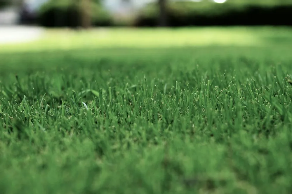 Professional residential landscaping for year-round maintenance across Santa Rosa Beach, FL - Grayt Land Care