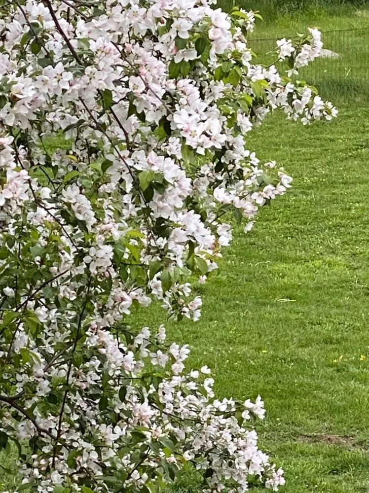 Expert yard maintenance for homes across Concord, MA - GRAZE Lawn & Garden