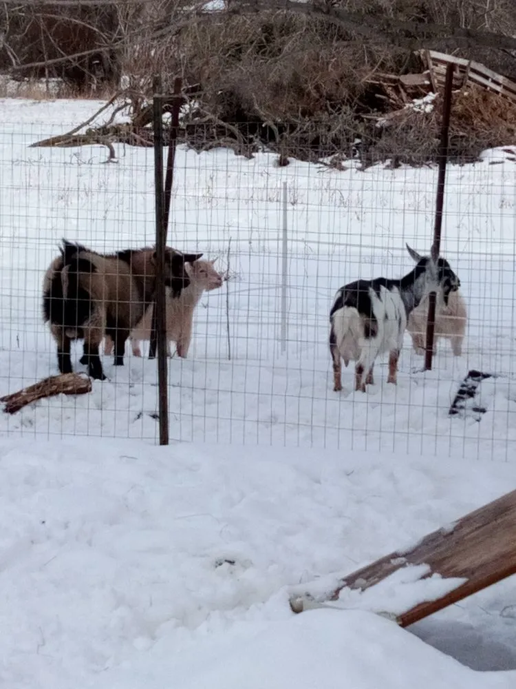 Local garden landscaping for beautiful yards in Rice, MN by Graze N Go Goat's