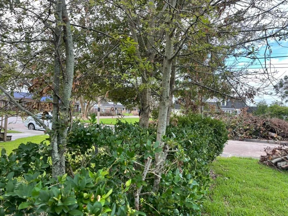 Affordable outdoor landscaping in Houma, LA by Grazing Cajun Lawn Care