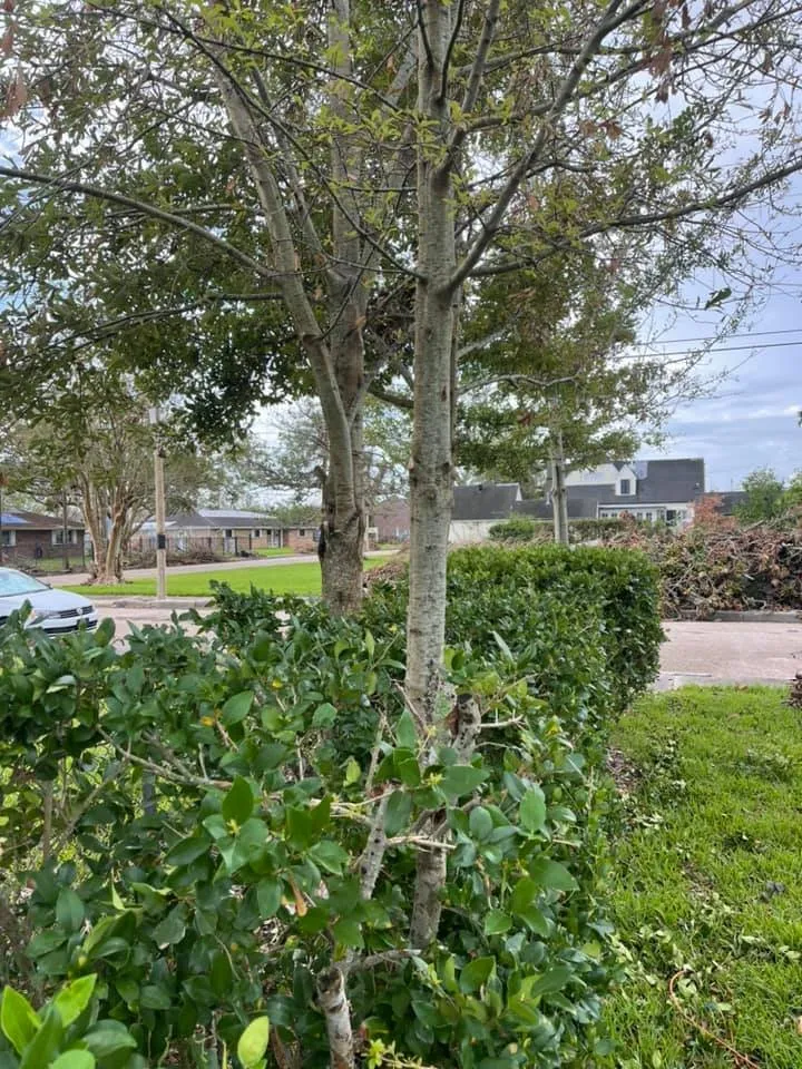 Top-rated yard maintenance for year-round maintenance across Houma, LA - Grazing Cajun Lawn Care