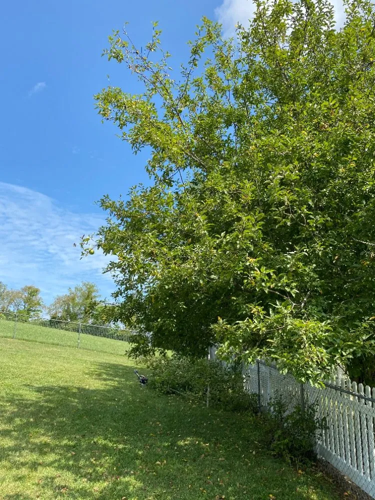 Custom residential landscaping in Shady Spring, WV - Grazing Goats Lawncare