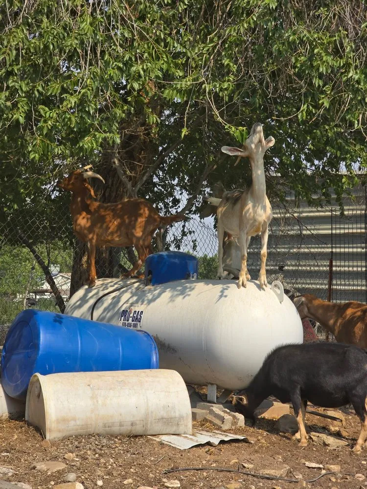 Local landscape installation in Loma, CO - Grazing Guardians