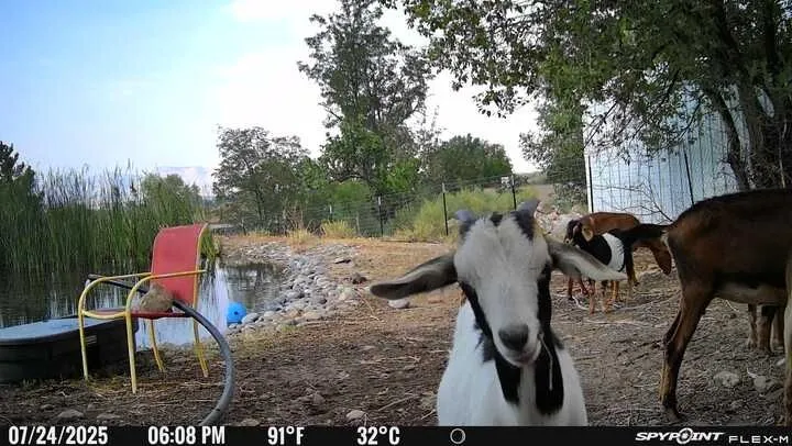 Custom landscape design in Loma, CO by Grazing Guardians