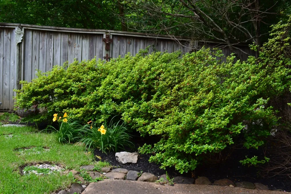 Reliable landscape installation in Memphis, TN - Grazz Masters