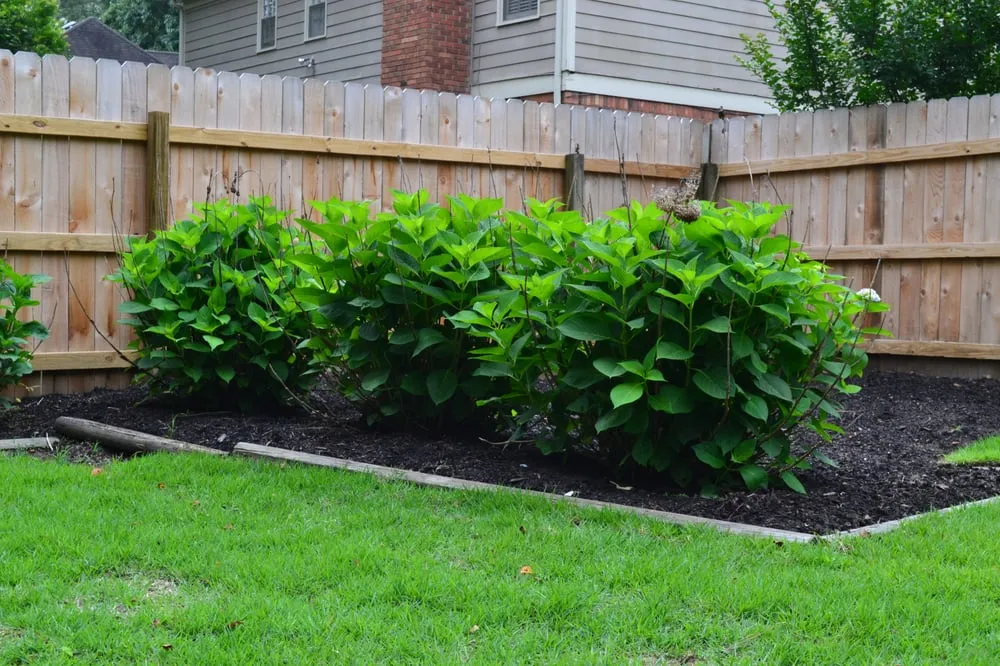 Top-rated lawn care service experts serving Memphis, TN - Grazz Masters