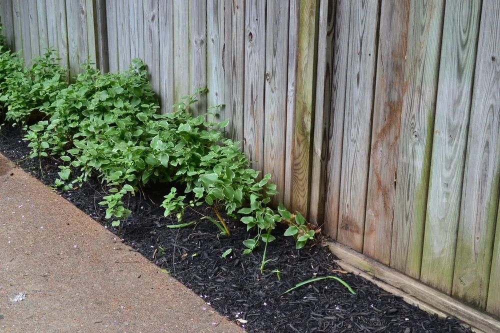 Trusted lawn mowing service in Memphis, TN by Grazz Masters