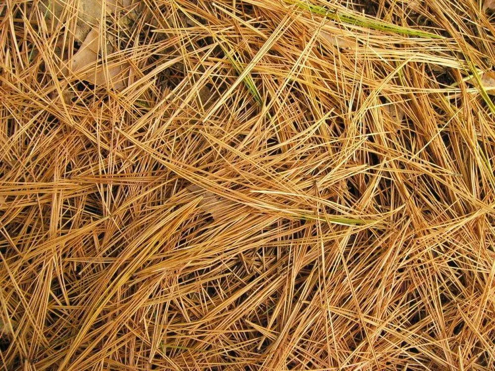 Expert residential landscaping for beautiful yards in Wilmington, NC by Great America Outdoor Depot